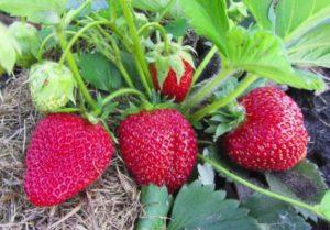 คำอธิบายพันธุ์สตรอว์เบอร์รี Primi การปลูกและคำแนะนำการดูแล