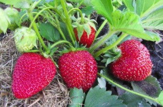 ความหลากหลาย