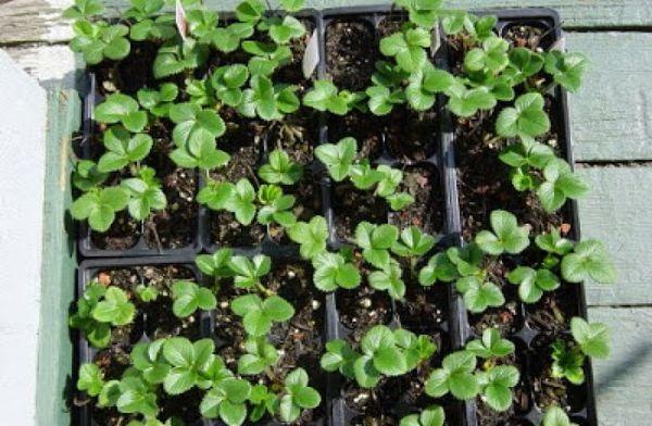 fraises à partir de graines