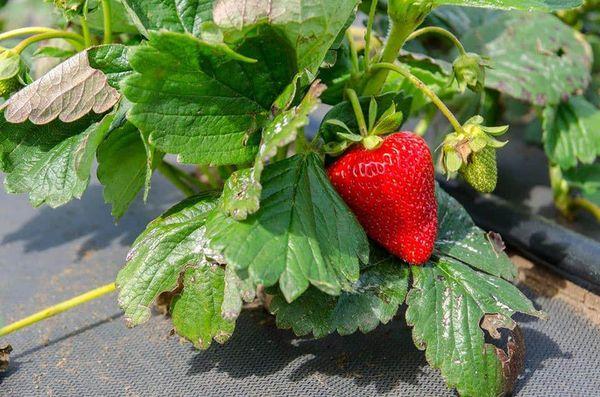 buisson de fraises