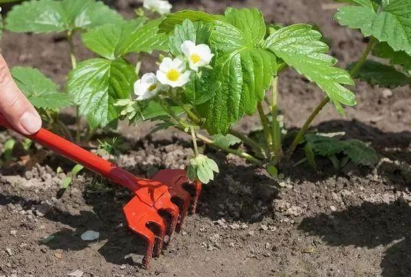 desserrer les fraises