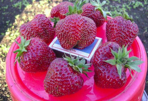 Pendentif Rubis Fruits