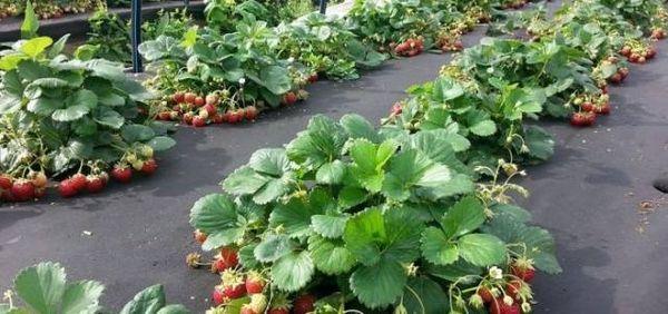 cultiver des fraises