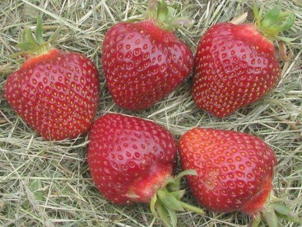 Paillage des fraises