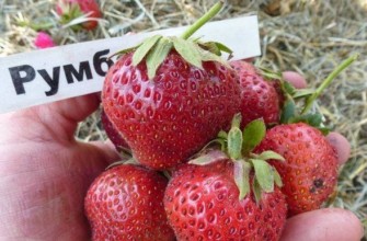 รุมบ้าพันธุ์