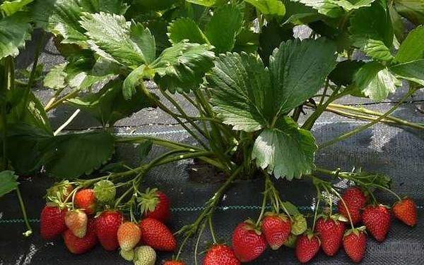 buissons de fraises