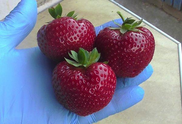 trois fraises