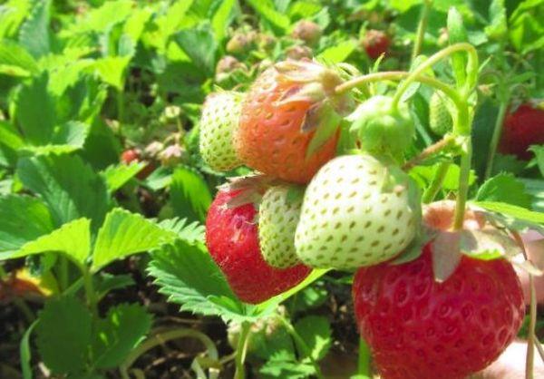 maturation des fraises