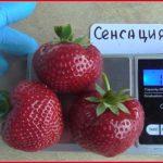 Variété de sensations