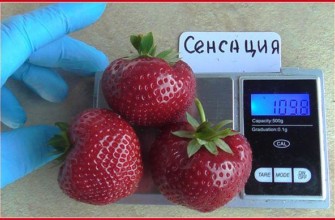 ความหลากหลายของความรู้สึก