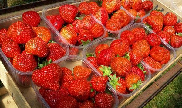 contenants avec des fraises