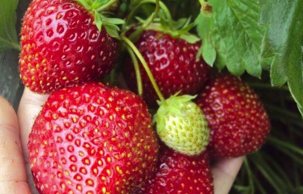 สตรอเบอร์รี่สีแดง