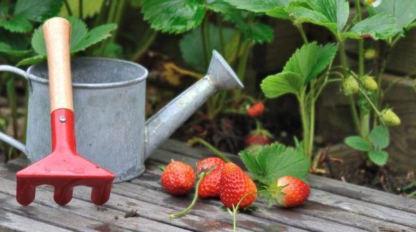 โหมดการรดน้ำ