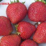 พันธุ์ไนติงเกล