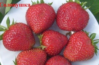 พันธุ์ไนติงเกล