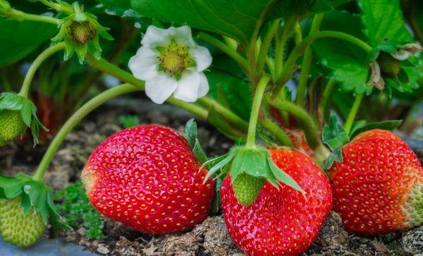 การออกดอกและการผสมเกสร