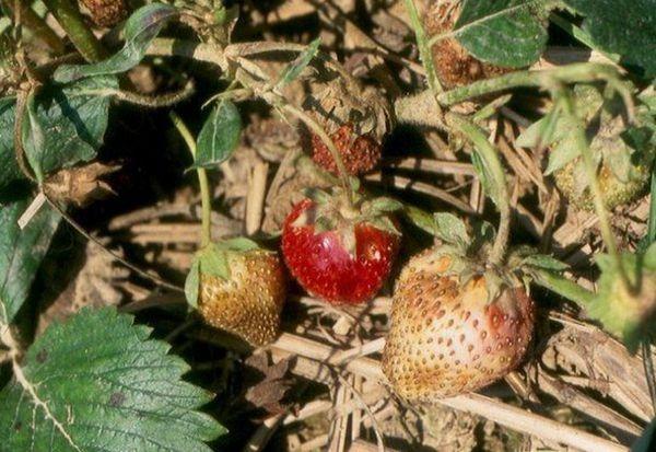 การรักษาเชิงป้องกัน