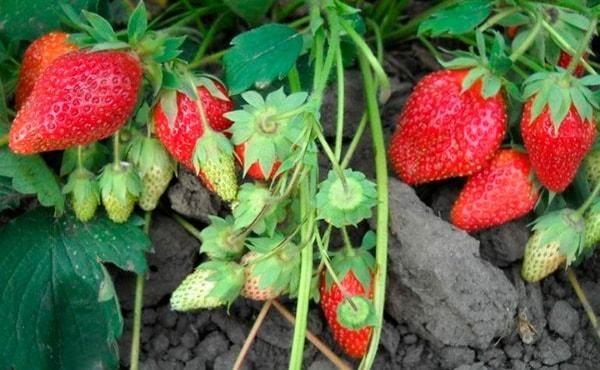 การดูแลรักษาพุ่มไม้