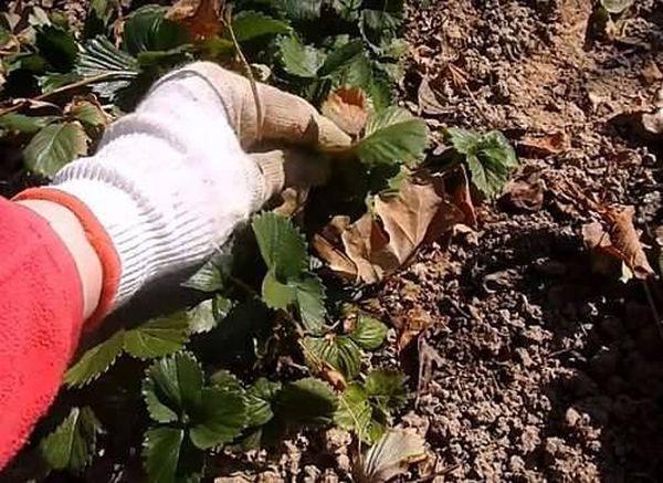 การขยายพันธุ์สตรอเบอร์รี่