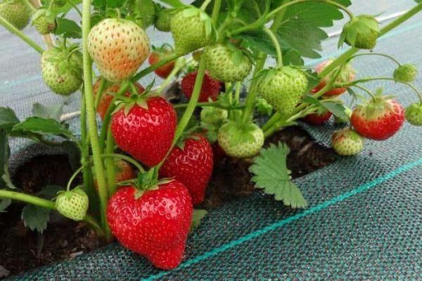 การปลูกสตรอเบอร์รี่