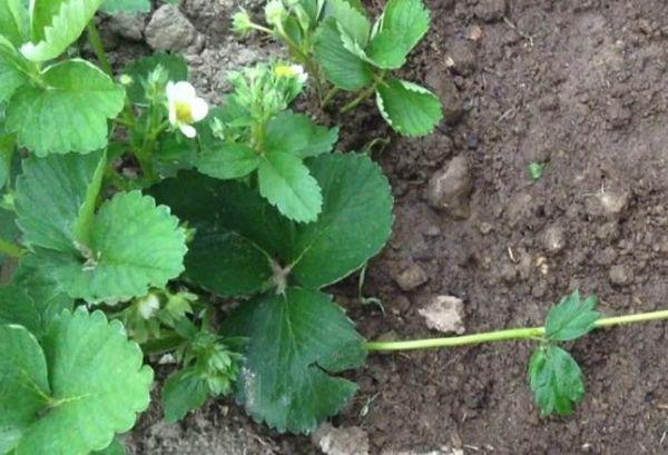Propagation des fraises