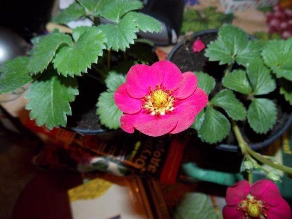 ดอกสตรอเบอร์รี่