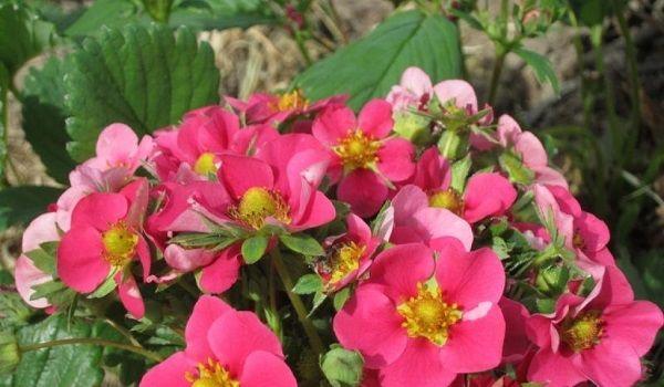 การออกดอกและการผสมเกสร