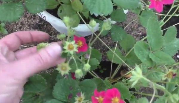 การเติบโตของทัสคานี