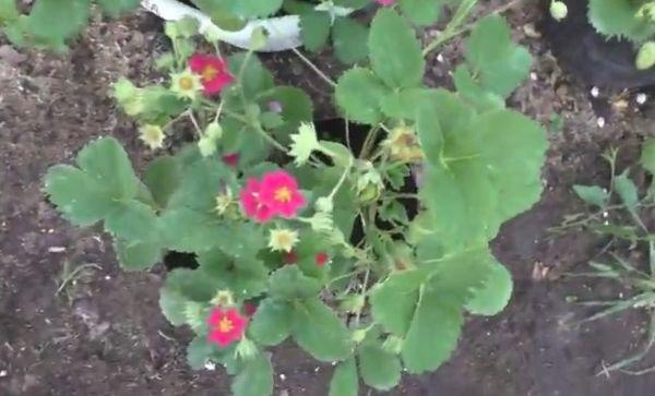 ต้นสตรอเบอร์รี่