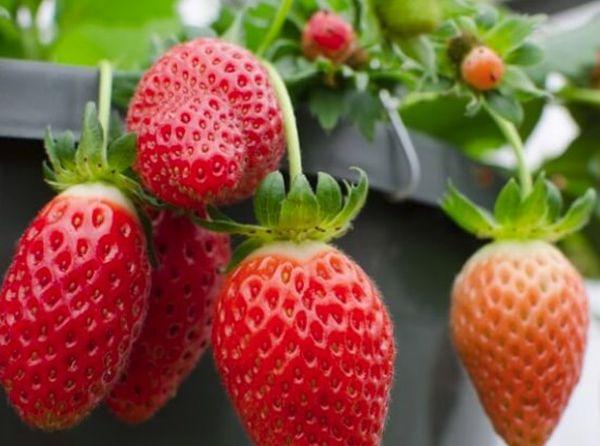 คุณสมบัติของรสชาติ