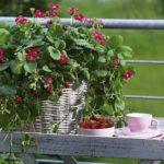 พันธุ์ทัสคานี