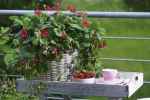 คำอธิบายพันธุ์สตรอเบอร์รี่ทัสคานี การปลูกและการดูแล