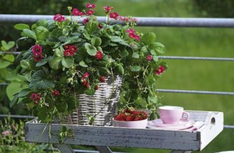 พันธุ์ทัสคานี