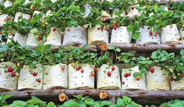 สตรอเบอร์รี่ในถุง