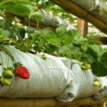 สตรอเบอร์รี่ในถุง