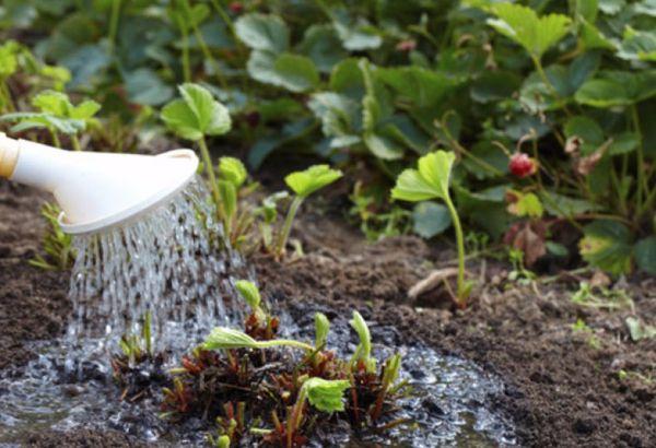 พันธุ์วิเทียซ