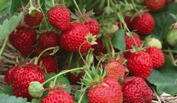 fraises mûres