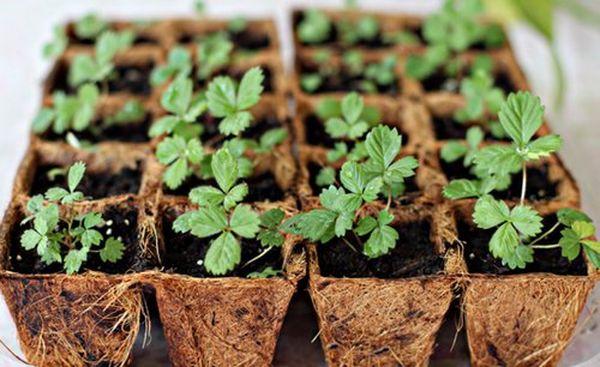 récipient avec semis