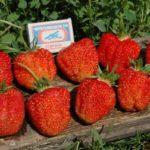 พันธุ์เซนิต