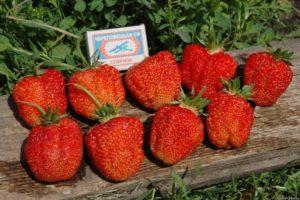 คำอธิบายพันธุ์สตรอว์เบอร์รีเซนิต การปลูกและคำแนะนำการดูแล