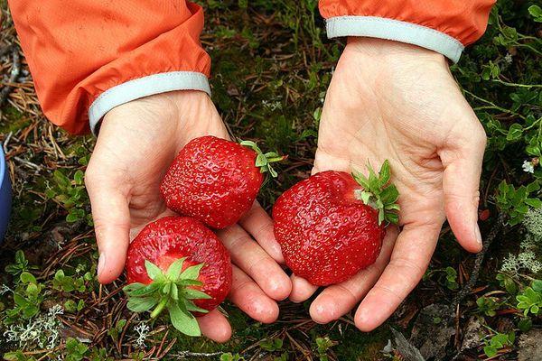 fraises du jardin