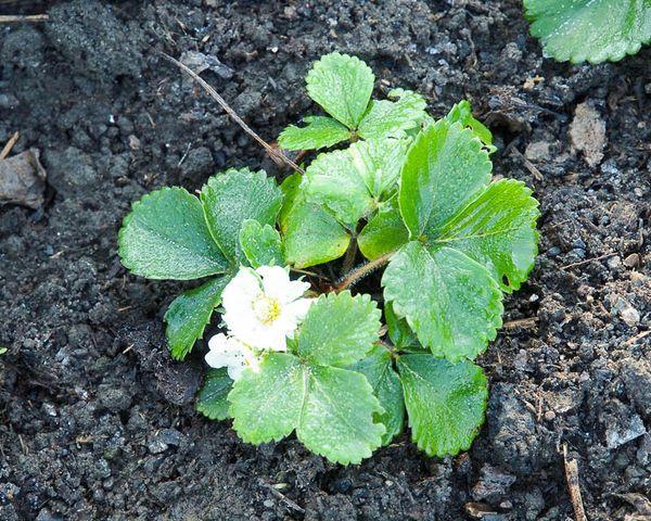 ต้นกล้าสตรอเบอร์รี่