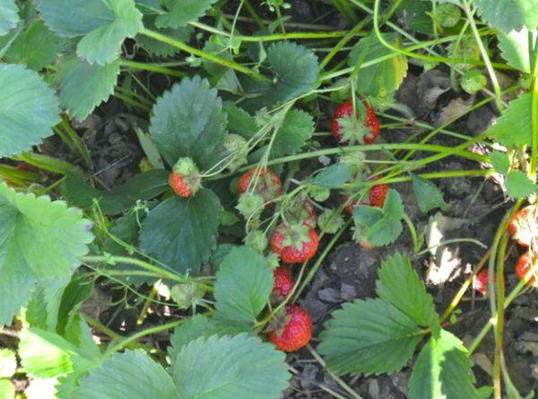 การปลูกสตรอเบอร์รี่