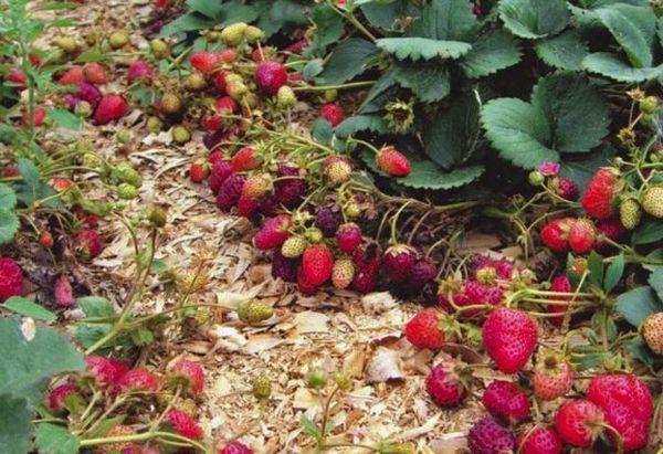 การคลุมดินสตรอเบอร์รี่