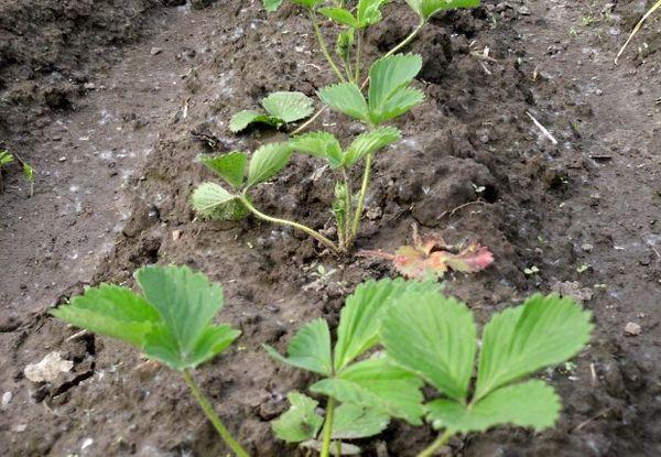 แปลงเบอร์รี่