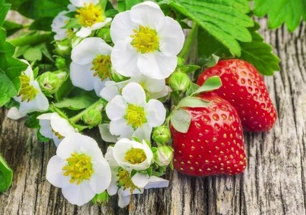 ดอกสตรอเบอร์รี่