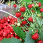 สวนสตรอเบอร์รี่