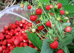 ลักษณะและการปลูกสตรอว์เบอร์รีพันธุ์ซินเดอเรลล่า