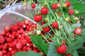 สวนสตรอเบอร์รี่