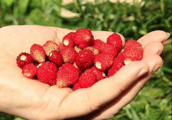 การเก็บสตรอเบอร์รี่